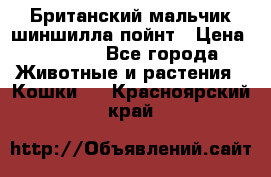 Британский мальчик шиншилла-пойнт › Цена ­ 5 000 - Все города Животные и растения » Кошки   . Красноярский край